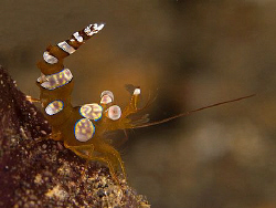 Ambon Shrimp, Tulamben by Doug Anderson 